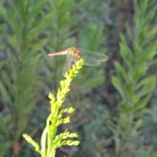 訪問看護です 訪問看護です
