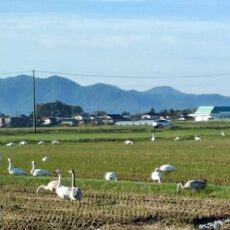「幸せホルモン」セロトニン💛
