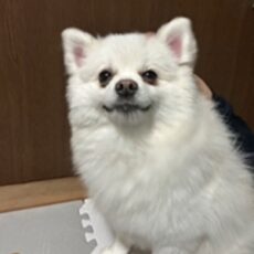 我が家のポメです
